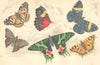 BUTTERFLIES.Painted Lady;Amphinome;Merry;Oriental Emperor;Elm Butterfly 1870