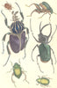 BEETLES.Kangaroo;Atlas;Peruvian;Goliath;Hieroglyphic;Golden.GOLDSMITH. 1870