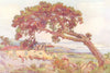 CANARY ISLANDS/ISLAS CANARIAS. Gran Canaria. The Canary Pine 1911 old print