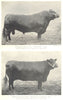 CATTLE. Aberdeen Angus Bull 