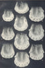 AGE OF HORSES. Dentition. Incisors at various ages 1912 old antique print