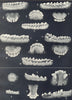 AGE OF SHEEP & DOGS. Dentition. Molars and incisors at various ages 1912 print