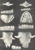 AGE OF PIGS. Dentition. Incisors & molars at various ages 1912 old print