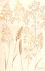 GRASSES.Common,Fiorin;Tufted,Wavy Hair;Vernal;Foxtail;Golden,Tall Oat Grass 1912