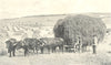 FARMING. Sussex Draught Oxen in the Harvest Field. Cart 1912 old antique print