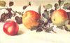 APPLES. Gascoyne's Scarlet; Charles Ross; Allington Pippin 1912 old print