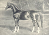 ARAB STALLION. 