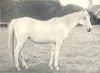 ARAB MARE. 