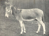 DONKEYS. Ewart's Donkey 1912 old antique vintage print picture