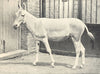 HORSES/DONKEYS. Onager 1912 old antique vintage print picture