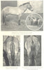 HORSES. Prejevalsky's Mongolian Wild Horse. Tail. Cross Shetland Welsh Pony 1912
