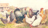 POULTRY BREEDS.Light,Dark Brahma;Breckel;Bresse;Buff Orpington;Barn Door 1912