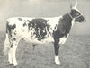 AYRSHIRE BULL. 