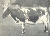 AYRSHIRE COW. 