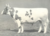 AYRSHIRE BULL. 