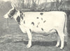 AYRSHIRE COW. 