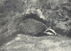 ANIMALS. A badger 1912 old antique vintage print picture