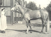 HORSES. Barbary Horse-