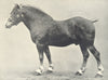 HORSES. Belgian Stallion – Ardennes Type 1912 old antique print picture
