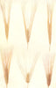 VARIETIES OF BARLEY. 2, 4 & 6-rowed. Goldthrope, Chevalier, Sprat, Fan 1912