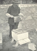 BEES AND BEE-KEEPING. Driving Bees from A Skep 1912 old antique print picture