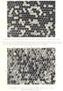 BEES AND BEE-KEEPING. Honeycomb affected by Foul Brood 1912 old antique print