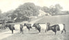 NORTHUMBERLAND. Belted Cattle; Francis Bowes Lyon, Ridley Hall 1912 old print