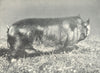 PIGS. Berks Boar-