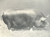 PIGS. Berkshire Sow-