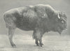 UNGULATES. American Bison 1912 old antique vintage print picture