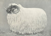 SHEEP. Blackface Shearling Ram-