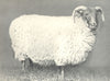 SHEEP. Blackface Ewe-