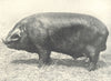 PIGS. Black Boar-