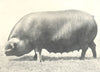 PIGS. Black Sow-