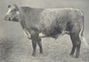 OXEN. Blue-Grey Ox 1912 old antique vintage print picture