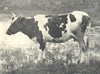 CATTLE. Brittany Cow 1912 old antique vintage print picture