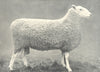 BORDER LEICESTER RAM. 
