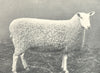 SHEEP. Border Leicester Gimmer Breed Champion at H. & A. S show, 1899 1912