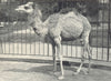CAMELS. Young Dromedary 1912 old antique vintage print picture