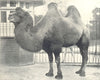 CAMELS. Bactrian Camel 1912 old antique vintage print picture