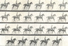 HORSES. The Canter 1912 old antique vintage print picture