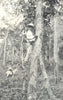 FARMING. Collecting Indiarubber in a South American Rubber Plantation 1912