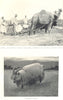 FARMING. Camel buffalo yoked together Egyptian straw-Cutter; Kashmir Goat 1912
