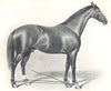 HORSES. Horse Hobbled 1912 old antique vintage print picture