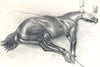 HORSES. Horse Cast 1912 old antique vintage print picture