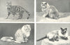 CATS. Domestic Cat; Blue-smoke Persian; Persian; Siamese (Thai) 1912 old print