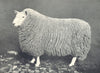 CHEVIOT RAM. 