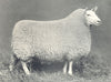 SHEEP. Cheviot Gimmer, 1st Prize winner at H&AS show, 1907 1912 old print