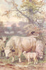 NORTHUMBERLAND. British Wild Cattle in Chillingham Park 1912 old antique print