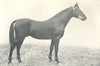 HORSES. Cleveland Bay-